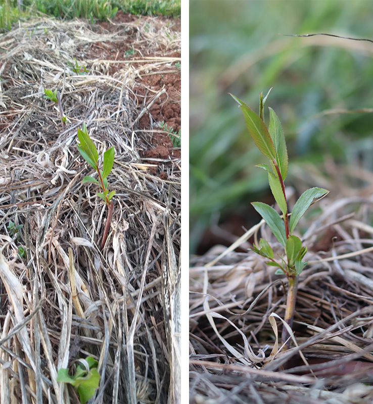 שתילת-ערבה-לקליעת-סלים-salix-purpurea