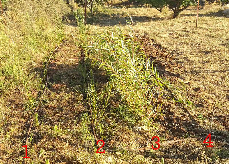 ערבה לקליעה, גידול נסיוני של ערבה לקליעת סלים