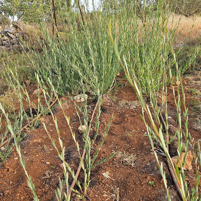 גידול-ערבה-לקליעת-סלים-סטודיו-לקליעה-salix-purpurea